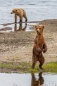 160 Katmai NP, bruine beren